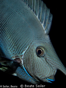 Unicorn fish on a nichtdive at Alam Batu housereef by Beate Seiler 